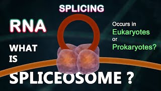 What is Spliceosome  Splicing  RNA Transcription [upl. by Xuerd365]