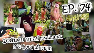 EP74 10อันดับ หม้อข้าวหม้อแกงลิงLowlandเลี้ยงยากTop10 Nepenthes lowland group very hard care [upl. by Atse]