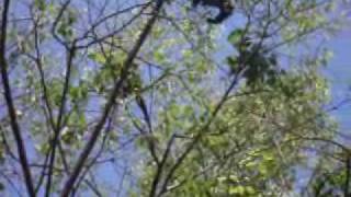 Howler Monkey Dawn Chorus [upl. by Matthei]