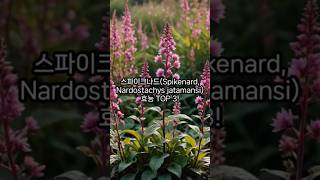 스파이크나드Spikenard Nardostachys jatamansi 효능 TOP 3 [upl. by Lucius350]