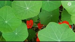 Tropaeolum majus Nasturtium Introduction and uses [upl. by Moon]