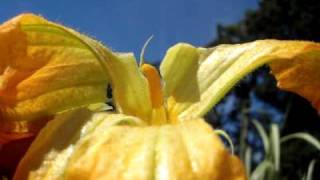 How to Hand Pollinate your Pumpkins Gourds [upl. by Imit817]