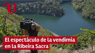 🍇 El espectáculo de la vendimia heroica en la Ribeira Sacra [upl. by Ojillib]