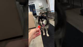 The MOST husky food review husky huskies funnydogs [upl. by Niram]