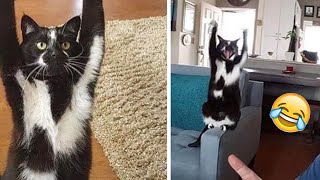 Gatti Pazzi 😺 Animali e Video Meme DIvertenti😺Compilation Parte 2 [upl. by Anirbed]