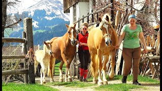 Haflinger Weidegang  Fragenstätt [upl. by Aerdnaek924]