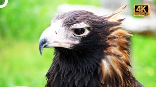 GÖKYÜZÜNÜN EN VAHŞİ EFENDİLERİ 🦅  TÜRKÇE DUBLAJ  4K HAYVAN BELGESELİ [upl. by Jun]