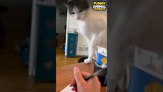 The Funniest and Weirdest Moments of Cats 🙀 shorts [upl. by Nylrak33]