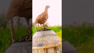 Voice of Grey Francolin [upl. by Spohr]