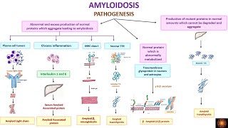 Amyloidosis  pathogenesis and classification [upl. by Bergeron]