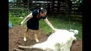 Cow Kicks Woman In Face [upl. by Nnylannej]