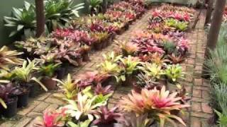 Adrian Bromeliads Part 3 [upl. by Annayek]