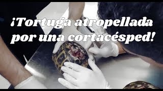 TORTUGAS ¡Tortuga atropellada por una cortacésped [upl. by Isidoro]