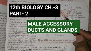 Class 12 biology chapter3part2 male accessory ducts and glandsstudy with farru [upl. by Arrehs30]