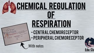 Chemical Regulation Of Respiration  Respiratory Physiology [upl. by Card125]