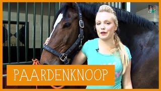 Paardenknoop  PaardenpraatTV [upl. by Odlanir]