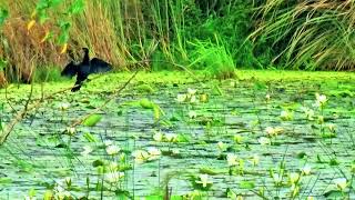 bird enjoying windy day goodmorningbirdswindydaytrending viralvideo shorts shortvideo short [upl. by Tessler]