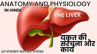 लिवर की संरचना और कार्य  लिवर के lobes  लिवर  लिवर इतना महत्वपूर्ण क्यों है liver [upl. by Anglim]