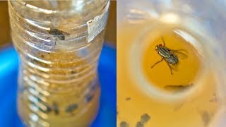 DIY FLY Trap to Get Rid of Flies and Fruit Fly [upl. by Naud]