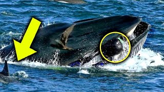 La ballena traga al buzo de repente 5 minutos después todos quedaron aterrados con lo que vieron [upl. by Weixel248]