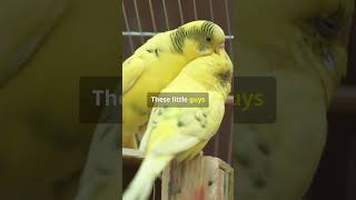 Budgie Lifespan Wild vs Captivity 🦜 birdwatching naturelovers birds budgies ornithologie [upl. by Assadah63]