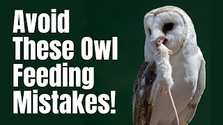 What Do Owls Eat  What To Feed Owls  Owls Diet  Expert Advice [upl. by Kudva]