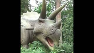 Triceratops at World of Dinosaurs triceratops paradisewildlifepark jurassicworld jurassicpark [upl. by Nnyladnarb]