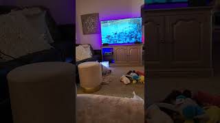 My dog loves watching tv so I make him his own videos [upl. by Enitnatsnoc]