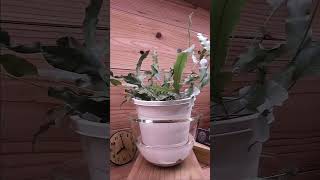 bottom watering plants 5 hours in 7 seconds timelapse indoorplants bottomwatering [upl. by Yeleek]