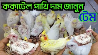 ককাটেল পাখির দাম জানুন মিরপুর ১২  Cocatel Birds Rate  Birds  Arif Birds [upl. by Pappas]