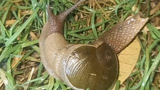 snail  slug Cantareus apertus gastropod shell snails nature shell animals photography [upl. by Sllew112]