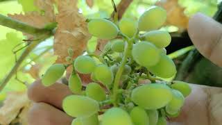 How do grapes look when they start growing Grape of my house garden  grape vine produces fruit [upl. by Chane866]