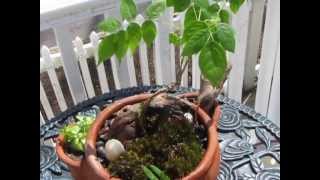 Growing a Wisteria Bonsai [upl. by Alracal]