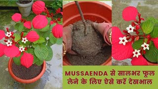 Repotting and Complete Care for Mussaenda PlantsSoil FertilizerWater Sun All about Mussaenda [upl. by Ynohtnael868]