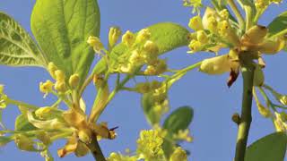 The Health Benefits of Sassafras Leaf Tea [upl. by Seavir824]