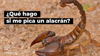 ¿Qué hago si me pica un alacrán  Salud180 [upl. by Akienat]