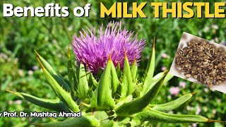 HEPATITIS and Liver Disease possible treatment  Milk thistle  Info Biodiversity [upl. by Reiko]