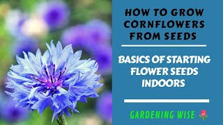 How to grow Cornflowers Bachelor Buttons from seeds  Growing Cornflowers Part 1 [upl. by Atnauq]