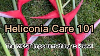 Heliconia Care 101 [upl. by Teresa208]