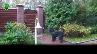 Bouvier des Flandres фландрский бувье [upl. by Ynahirb]