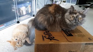 Adorable Kitten Siblings Play with Big Sister and a Box [upl. by Ylicic]