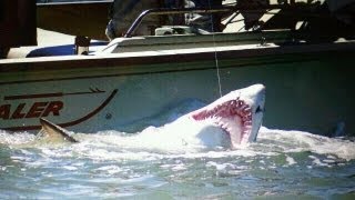 BIG 9 Foot Sand Tiger Shark Caught in the Delaware Bay  Shark Fishing 2011 [upl. by Lowndes368]