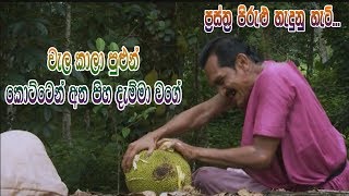 Prastha Pirulu Janakatha  වැල කාලා පුළුන් කොට්ටෙන් අත පිහ දැම්මා වගේ [upl. by Aenel]