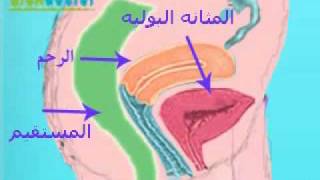 الجهاز التناسلى للأنثى Female genital system [upl. by Aubarta]