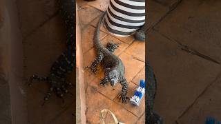 Goanna on the back porch aussielifeaussieaustraliawildlifeanimalslifeday australianfarm [upl. by Ysnil]