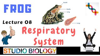 Class 11Zoology LecturesDiscuss the Respiratory System of Frog and Its Types amp Methods108 [upl. by Llehcam389]