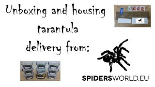 unboxing and housing spiderworldeu tarantula delivery to UK [upl. by Peck]