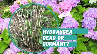 Is Your Hydrangea Dead or Dormant  Hydrangea  Hydrangea Care [upl. by Drabeck]