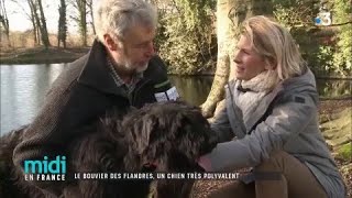 Le bouvier des Flandres un chien très polyvalent [upl. by Strepphon66]