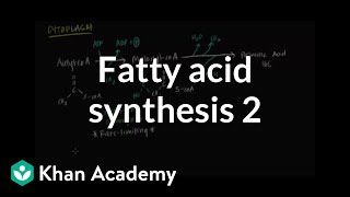 Fatty Acid Synthesis  Part II [upl. by Mommy]